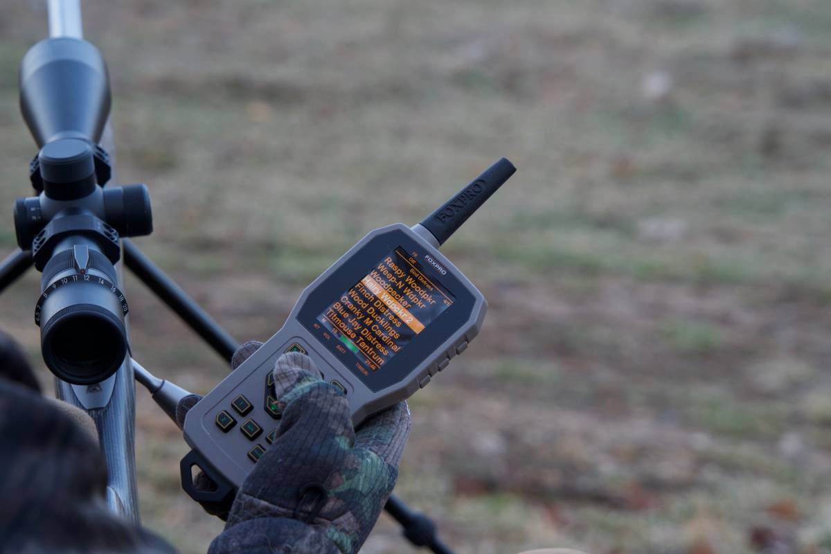 coyote calling
